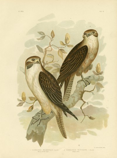 西部布朗鹰，1891年 作者 格拉西乌斯·布罗诺诺夫斯基