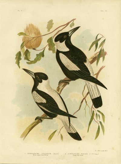 白背乌鸦伯劳，1891年 作者 格拉西乌斯·布罗诺诺夫斯基