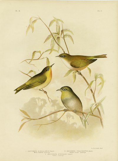白胸Zosterops或诺福克白眼，1891年 作者 格拉西乌斯·布罗诺诺夫斯基