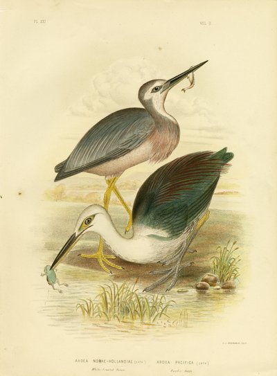 白面苍鹭，1891年 作者 格拉西乌斯·布罗诺诺夫斯基