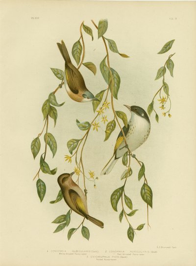White-Throated Honeyeater，1891 作者 格拉西乌斯·布罗诺诺夫斯基