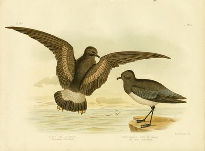 黄蹼风暴海燕，1891年 作者 格拉西乌斯·布罗诺诺夫斯基