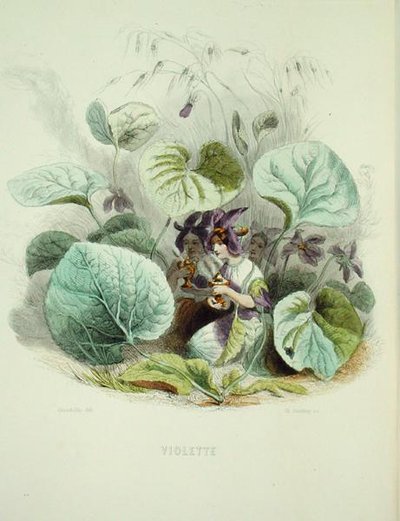 紫罗兰，出自《动漫之花》，由查尔斯-杰弗里（1819-82）雕刻。 作者 格兰维尔
