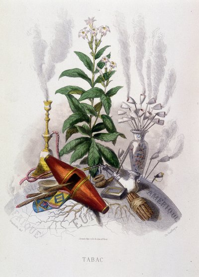 烟草植物和吸烟用具--在 "动画花卉 "中，由Grandville制作 作者 格兰维尔