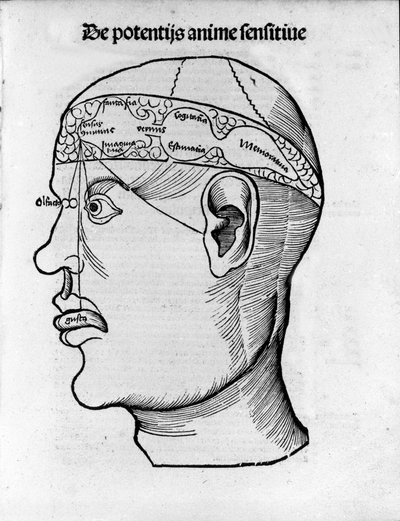 大脑切割：研究不同大脑功能的定位。 来自 Gregor Reisch（1467-1525）的“Margarita phylosophia”雕刻，贝尔 作者 格里戈里斯