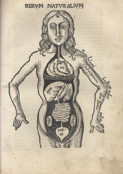 防爆明珠。解剖学，1504 作者 格里戈里斯