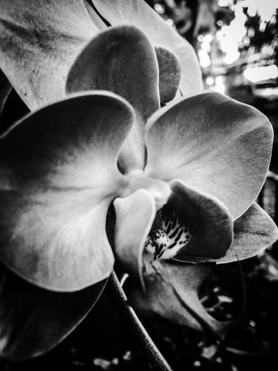 第 11 号花，2025 年（照片） 作者 吉尔赫姆·庞特斯（Guilherme Pontes）