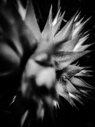  作者 Guilherme Pontes