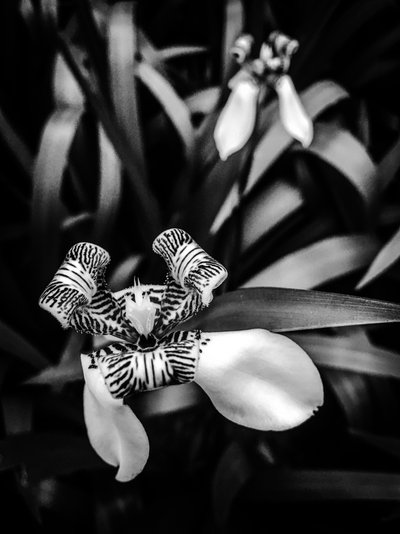 花朵 1 号，2025 年（照片） 作者 吉尔赫姆·庞特斯（Guilherme Pontes）