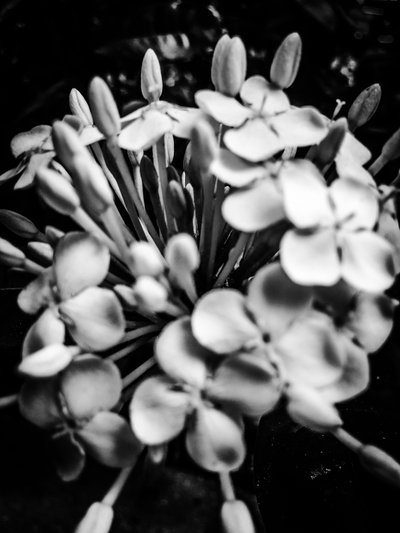 第 25 号花，2025 年（照片） 作者 吉尔赫姆·庞特斯（Guilherme Pontes）