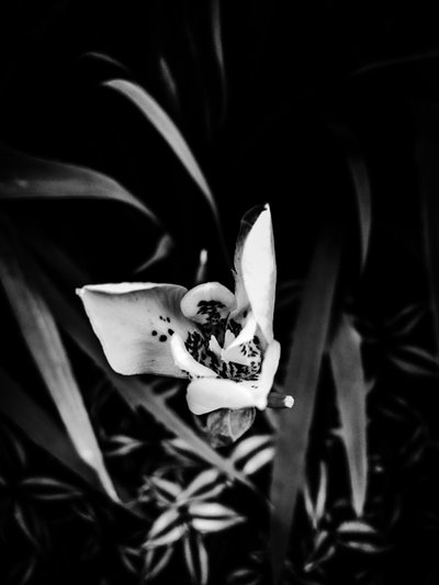 第 32 号花卉，2025 年（照片） 作者 吉尔赫姆·庞特斯（Guilherme Pontes）