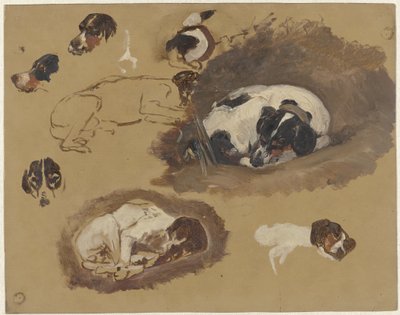 对猎犬的研究 作者 纪尧姆·安妮·范德布鲁根