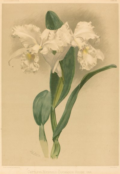 Cattleya Mendelii Quorndon House Var. 作者 亨利·乔治·穆恩之后的古斯塔夫·洛伊茨奇