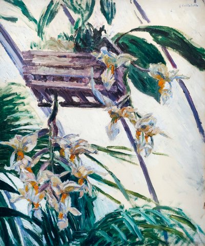 兰花，约 1893 年（布面油画） 作者 古斯塔夫·卡耶博特