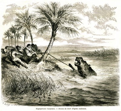 在恩加米河的支流 Teoghe 河上狩猎。河马鱼叉。古斯塔夫-多尔（Gustave Dore）为 "查尔斯-让-安德森（Charles-Jean Anderson）在奥地利非洲的探险和狩猎 "绘制的版画，发表在新期刊《世界之旅》（Le tour du monde）上。 作者 古斯塔夫·多尔（Gustave Dore）