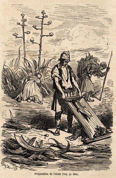 古斯塔夫-多尔（1832-1883）绘制的芦荟或龙舌兰的制备方法，用于去除用于驾驭马匹的绳索，叶子用于制作田间围栏，以说明他1862年与C.Davillier的西班牙之旅。雕刻在 "世界之旅 "中，编者注。 作者 古斯塔夫·多尔（Gustave Dore）