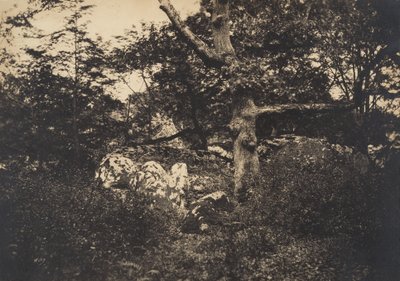 枫丹白露的岩石上的橡树，1849-52年。 作者 古斯塔夫·勒格雷