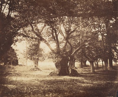 空心橡树，枫丹白露，1855-57。 作者 古斯塔夫·勒格雷