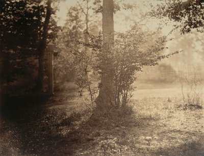 树木研究，枫丹白露森林，约1856年。 作者 古斯塔夫·勒格雷
