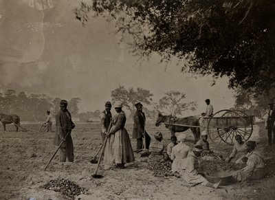 种植红薯，Hopkinsons种植园，南卡罗来纳州埃迪斯洛岛，1862年（bw照片） 作者 惠普摩尔