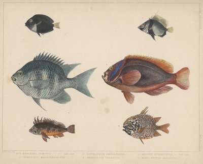 1. Etroplus Fumosus，2。Heniochus Macrolepidotus，3。Glyphisodon Smaragdinus，4。Amphiprion Frenatus，5。Apistus Rubrippinis，6。Monocentris Japonicus 作者 帕特森