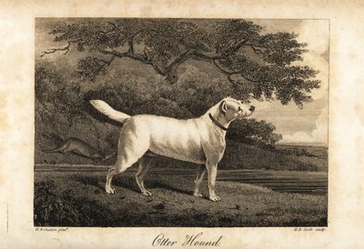 1812年，英国仅存的最后一只水獭猎犬的画像，其主人为Honor 作者 人力资源库克
