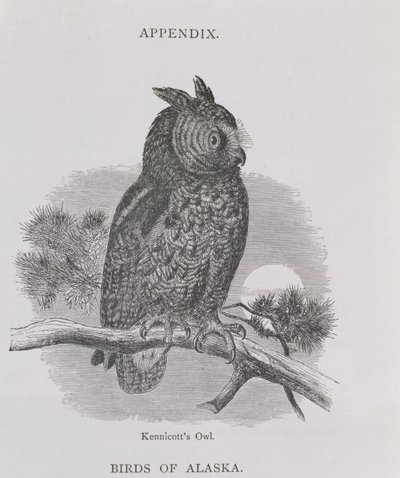 Kennicotts Owl，来自阿拉斯加及其资源，由William H. Dall，由HH Nicholls酒吧雕刻。 1870 作者 硬件，艾略特