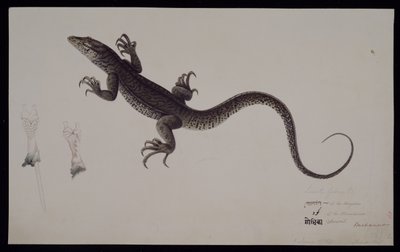 Lacerta Gudua "监视器，弗朗西斯-布坎南收藏，约 1804 年（纸上水彩和钢笔墨水） 作者 哈鲁达尔
