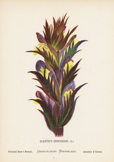圣地的野花Acanthus Dioscoridis; Oriental Bear