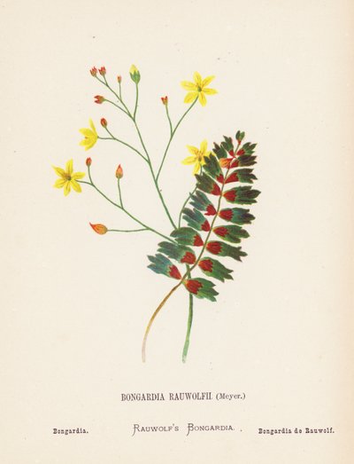 圣地的野花Bongardia Rauwolfii，Meyer；Bongardia（彩色版画） 作者 汉娜·泽勒