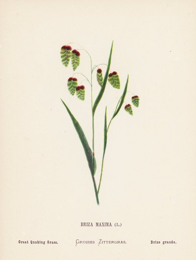 圣地的野花Briza Maxima；大震颤草（彩色雕刻） 作者 汉娜·泽勒