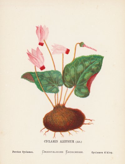 圣地的野花阿勒颇仙客来，艾特；波斯仙客来（彩色版画） 作者 汉娜·泽勒