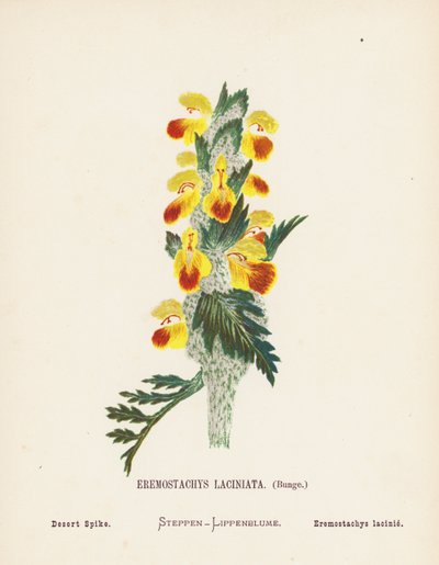 圣地的野花Eremostachys Laciniata，Bunge；沙漠穗花（彩色版画） 作者 汉娜·泽勒