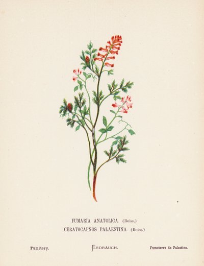 圣地的野花Fumaria Anatolica, Boiss, Ceratocapnos Palaestina, Boiss; Fumitory（彩色版画） 作者 汉娜·泽勒