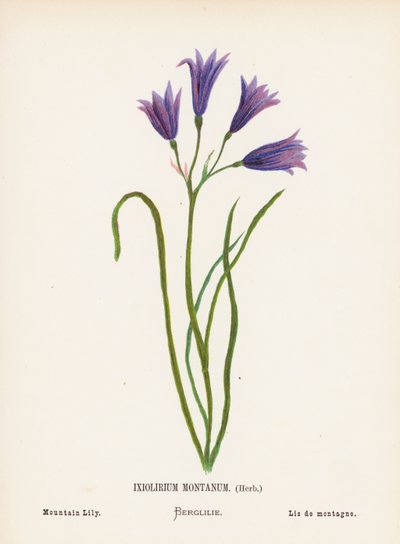 圣地的野花：Ixiolirium Montanum，香草；山百合（彩色雕刻） 作者 汉娜·泽勒