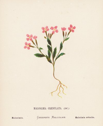 圣地的野花Malcolmia Crenulata；Malcolmia（彩色版画） 作者 汉娜·泽勒
