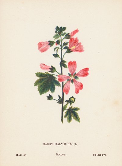 圣地的野花Malope Malacoides；锦葵（彩色版画） 作者 汉娜·泽勒