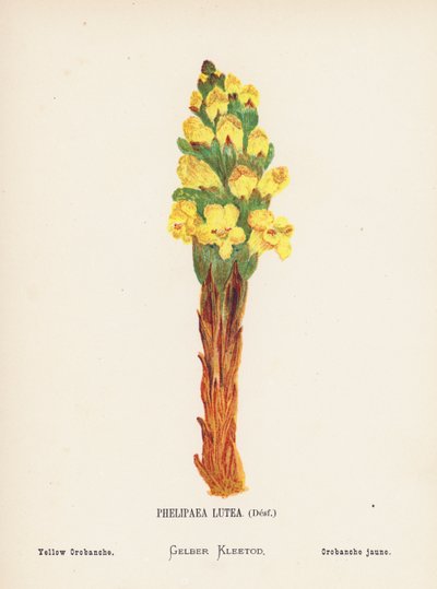 圣地的野花Phelipaea Lutea, Desf; Yellow Orobanche（彩色版画） 作者 汉娜·泽勒