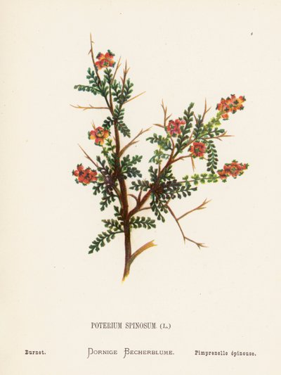 圣地的野花Poterium Spinosum; Burnet（彩色雕刻） 作者 汉娜·泽勒