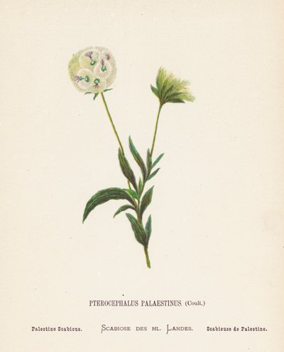 圣地的野花Pterocephalus Palaestinus, Coult; Palestine Scabious（彩色版画） 作者 汉娜·泽勒