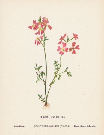 圣地的野花Ricotia Lunaria；Rock-Stock（彩色雕刻） 作者 汉娜·泽勒