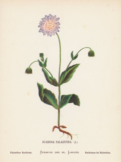 圣地的野花巴勒斯坦莨菪（彩色版画） 作者 汉娜·泽勒