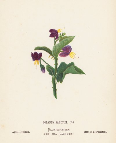 圣地的野花圣茄科植物；索多玛的苹果（彩色版画） 作者 汉娜·泽勒