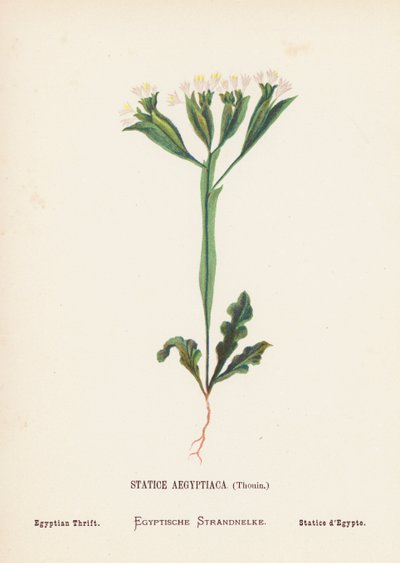 圣地的野花Statice Aegyptiaca, Thouin; Egyptian Thrift（彩色版画） 作者 汉娜·泽勒