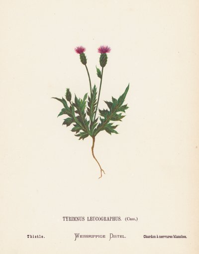圣地的野花Tyrimnus Leucographus，Cass；蓟（彩色雕刻） 作者 汉娜·泽勒