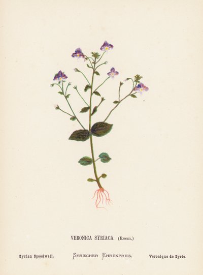 圣地的野花圣地野花：Veronica Syriaca，Roem；叙利亚速生草（彩色版画） 作者 汉娜·泽勒