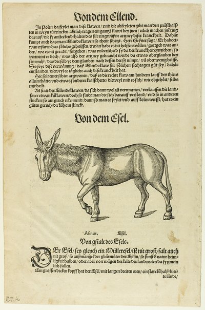 插图选自 "Thierbuch"，图版 42 选自 XVI 世纪书籍中的木刻作品 作者 汉斯·阿斯珀