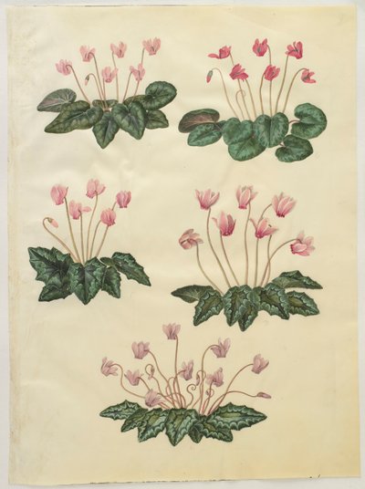 来自专辑Gottorfer Codex的仙客来紫薇，c.1650（羊皮纸上的水粉） 作者 汉斯·西蒙·霍尔茨贝彻
