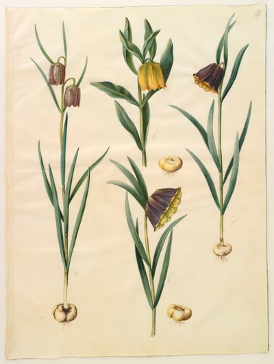 来自专辑Gottorfer Codex的Fritilleria meleagris，c.1650（羊皮纸上的水粉） 作者 汉斯·西蒙·霍尔茨贝彻