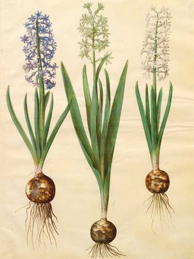 专辑“Gottorfer Codex”中的Hyacinthoides orientalis，c.1650（羊皮纸上的水粉） 作者 汉斯·西蒙·霍尔茨贝彻